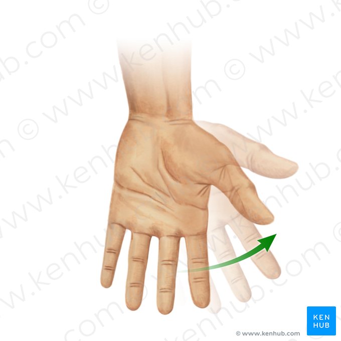 Flexão radial da mão (Flexio radialis manus); Imagem: Paul Kim