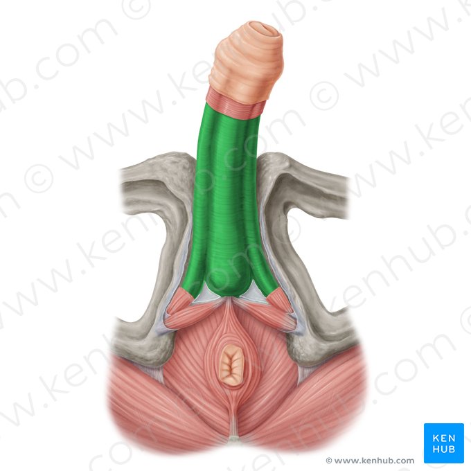 Fascia profunda del pene (Fascia profunda penis); Imagen: Samantha Zimmerman