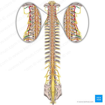 Nervos espinais C1-C8 (Nervi spinales C1-C8); Imagem: Rebecca Betts