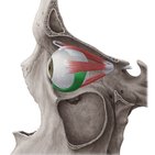 Inferior oblique muscle