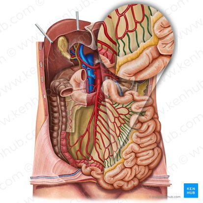 Straight arteries of small intestine (Arteriae rectae intestini tenuis); Image: Irina Münstermann
