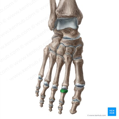 Base of proximal phalanx of 2nd toe (Basis phalangis proximalis digiti 2 pedis); Image: Liene Znotina