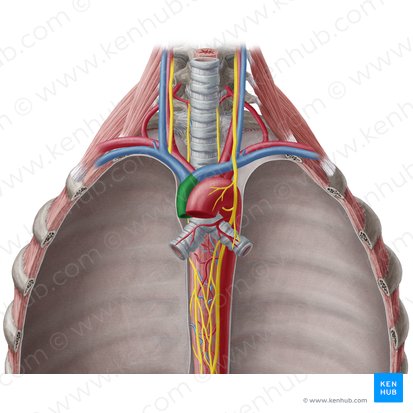 Vena cava superior; Imagen: Yousun Koh