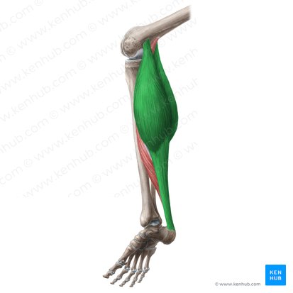 Músculo gastrocnemio (Musculus gastrocnemius); Imagen: Liene Znotina