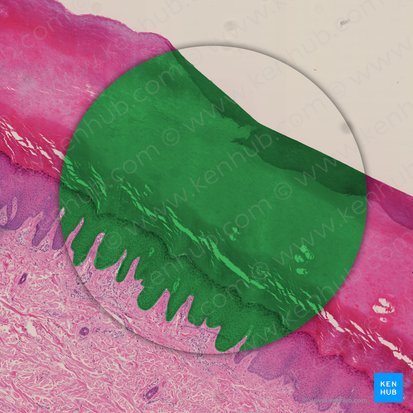 Epitelio escamoso estratificado queratinizado (Epithelium stratificatum squamosum cornificatum); Imagen: 