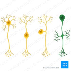 Neurona unipolar (Neuron unipolare); Imagen: Paul Kim