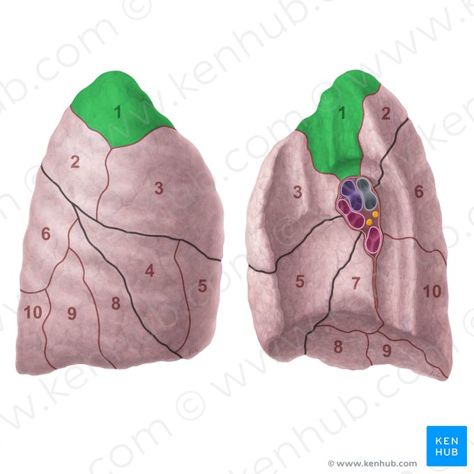 Segmentum apicale pulmonis dextri (Spitzensegment der rechten Lunge); Bild: Paul Kim