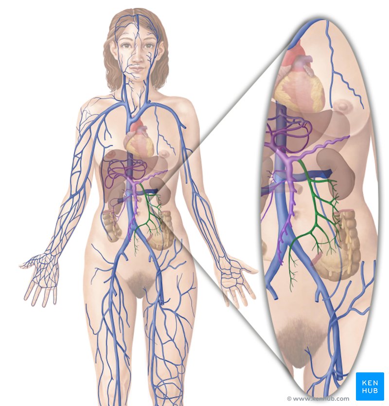 Inferior mesenteric vein - ventral view