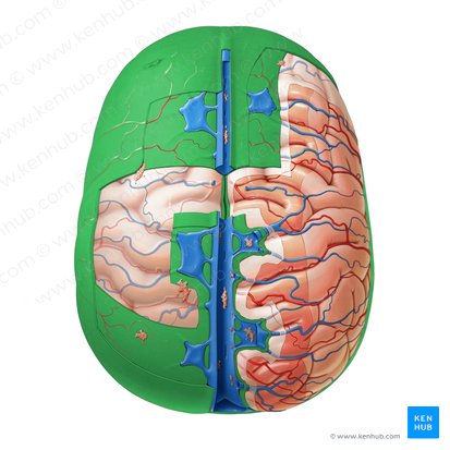 Duramadre (Dura mater); Imagen: Paul Kim