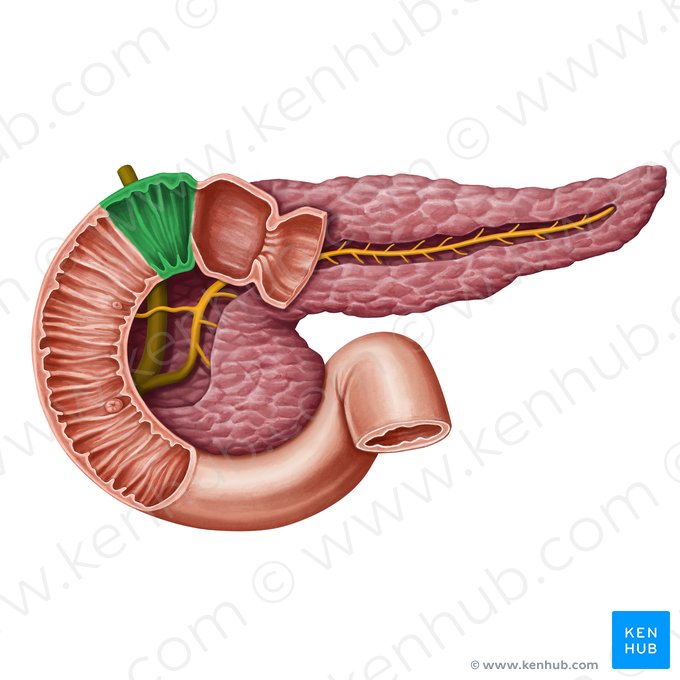 Superior duodenal flexure (Flexura superior duodeni); Image: Irina Münstermann