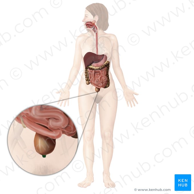 Canal anal (Canalis analis); Image : Begoña Rodriguez