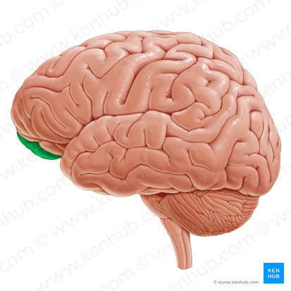 Corteza orbitofrontal (Cortex orbitofrontalis); Imagen: Yousun Koh