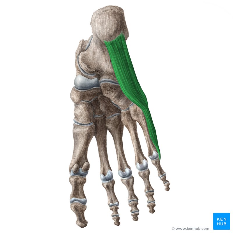 Abductor digiti minimi muscle (Musculus abductor digiti minimi)