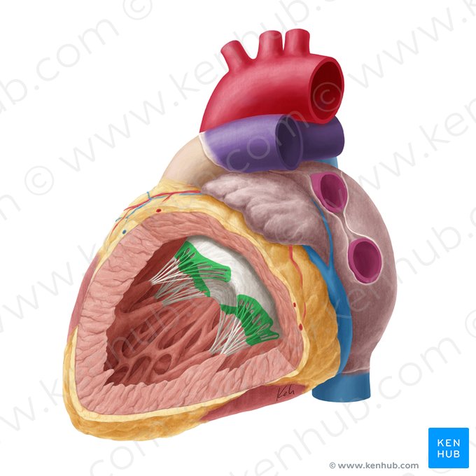 Zona rugosa de la valva atrioventricular izquierda (Zona aspera valvae atrioventricularis sinistrae); Imagen: Yousun Koh