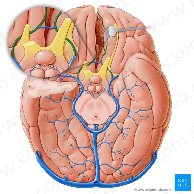 Veia cerebral anterior (Vena anterior cerebri); Imagem: Paul Kim