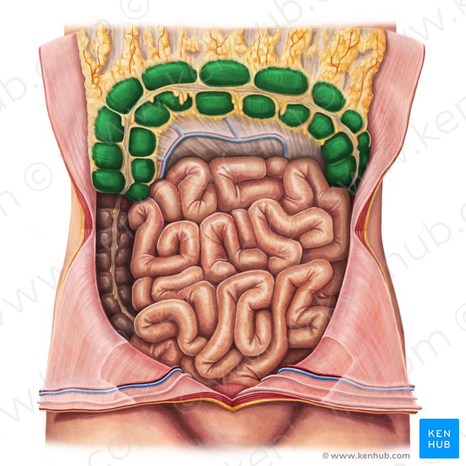 Cólon transverso (Colon transversum); Imagem: Irina Münstermann