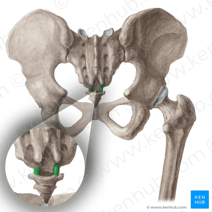 Corne du coccyx (Cornu coccygeum); Image : Liene Znotina