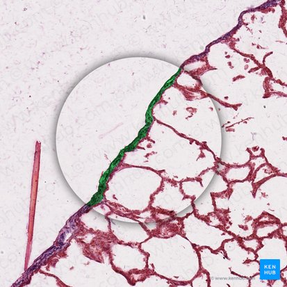 Mesothelium pleurae visceralis (Mesothel des Lungenfells); Bild: 