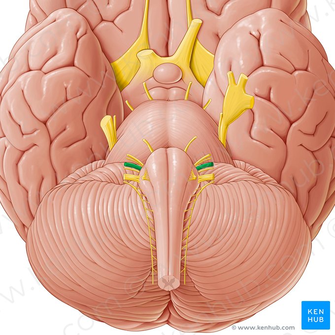 Nervo vestibulococlear (Nervus vestibulocochlearis); Imagem: Paul Kim