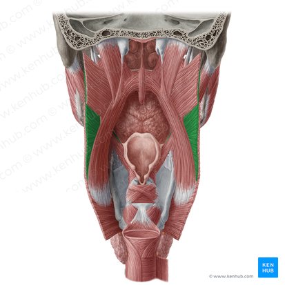 Músculo constritor médio da faringe (Musculus constrictor medius pharyngis); Imagem: Yousun Koh