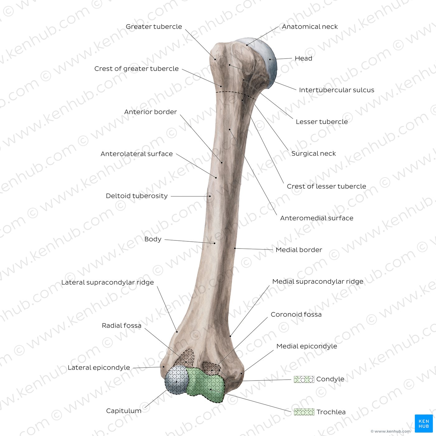 Humerus: Anterior view