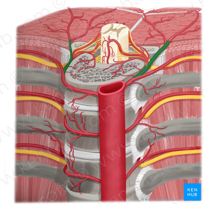 Rameau dorsal de l'artère intercostale postérieure (Ramus dorsalis arteriae intercostalis posterioris); Image : Rebecca Betts