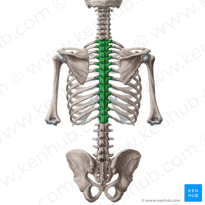 Vértebras torácicas (Vertebrae thoracicae); Imagem: Yousun Koh