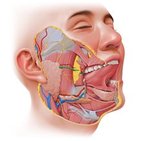 Parotid duct