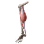 Muscles of the posterior leg