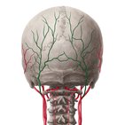 Arteria occipital