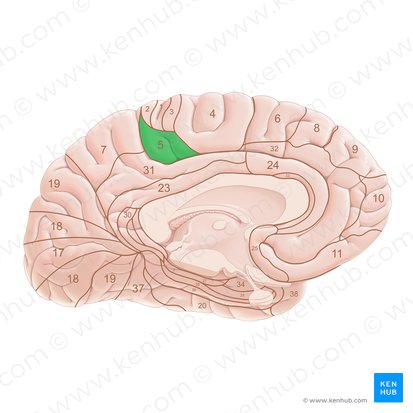 Brodmann area 5 (Area Brodmann 5); Image: Paul Kim