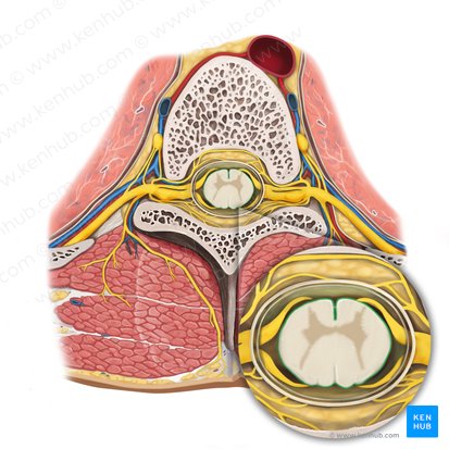 Pia mater of spinal cord (Pia mater spinalis); Image: Rebecca Betts