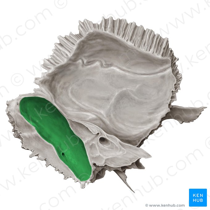 Groove for sigmoid sinus of temporal bone (Sulcus sinus sigmoidei ossis temporalis); Image: Samantha Zimmerman