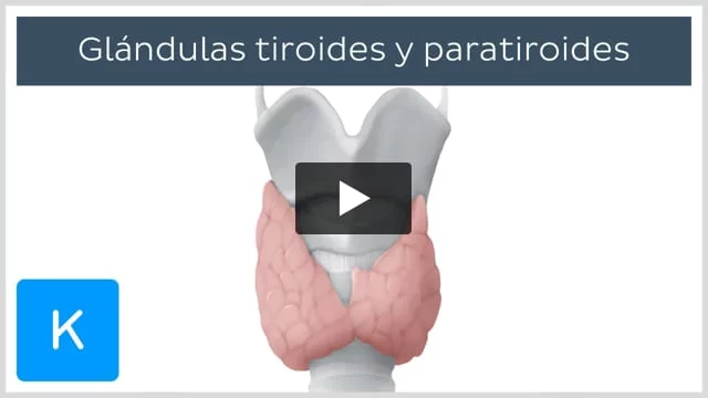 Glándula tiroides: Anatomía, hístologia, hormonas