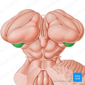 Lateral geniculate body (Corpus geniculatum laterale); Image: Paul Kim