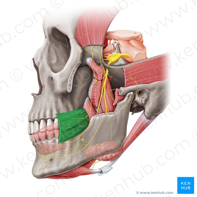 Músculo bucinador (Musculus buccinator); Imagem: Paul Kim