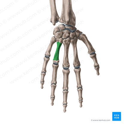 Body of 4th metacarpal bone (Corpus ossis metacarpi 4); Image: Yousun Koh