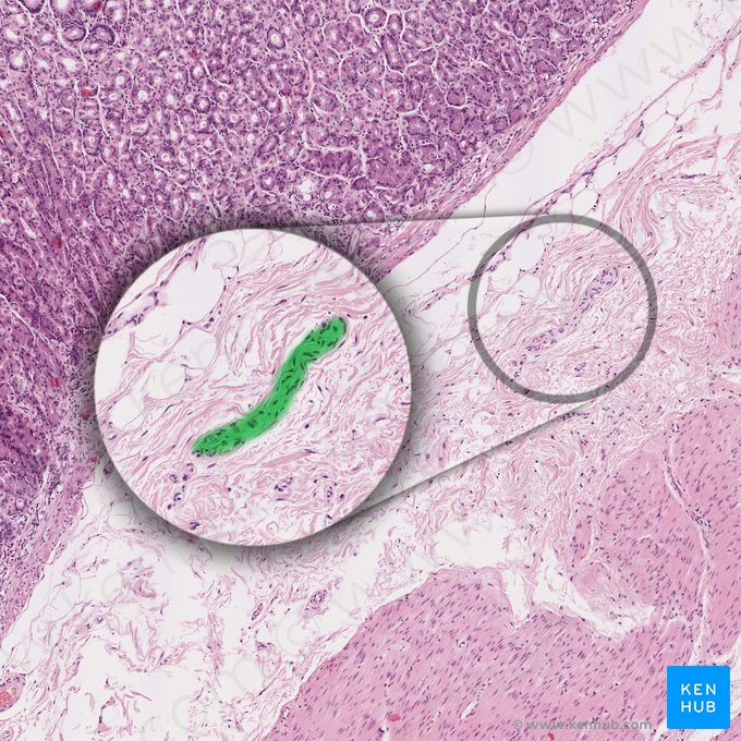 Branch of peripheral nerve (Ramus nervi peripheralis); Image: 