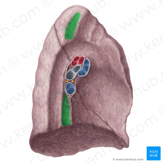 Impressio oesophagea pulmonis sinistri (Speiseröhrenabdruck der linken Lunge); Bild: Yousun Koh