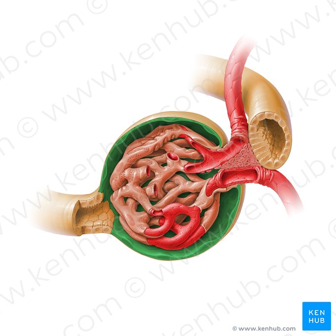 Stratum parietale capsulae glomerularis (Parietales Blatt der Bowman-Kapsel); Bild: Paul Kim