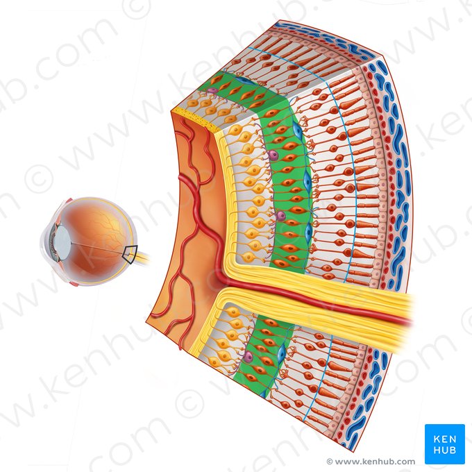 Inner nuclear layer of retina (Stratum nucleare internum retinae); Image: Irina Münstermann