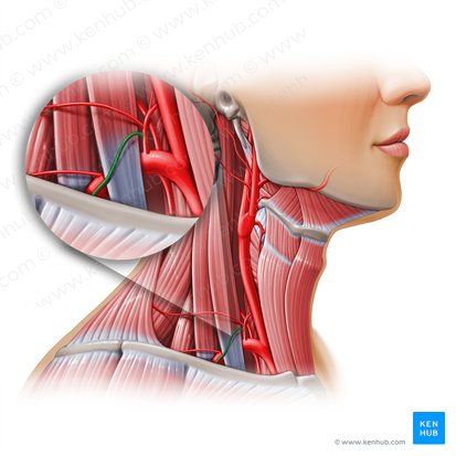 Suprascapular artery (Arteria suprascapularis); Image: Paul Kim