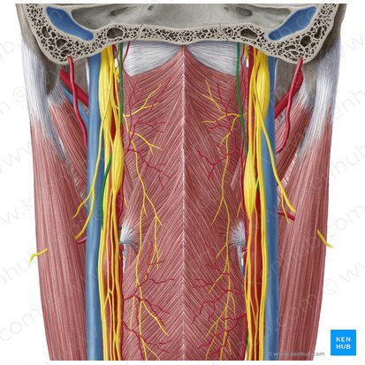 Nervus hypoglossus (Unterzungennerv); Bild: Yousun Koh