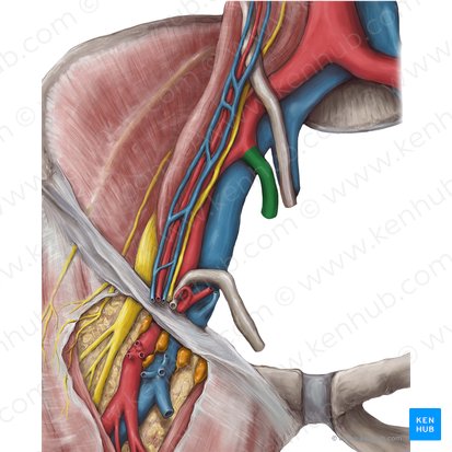 Internal iliac artery (Arteria iliaca interna); Image: Hannah Ely