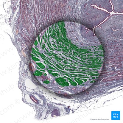 Tunica muscularis (Muskelschicht); Bild: 