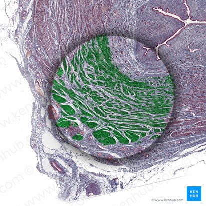 Túnica muscular (Tunica muscularis); Imagem: 