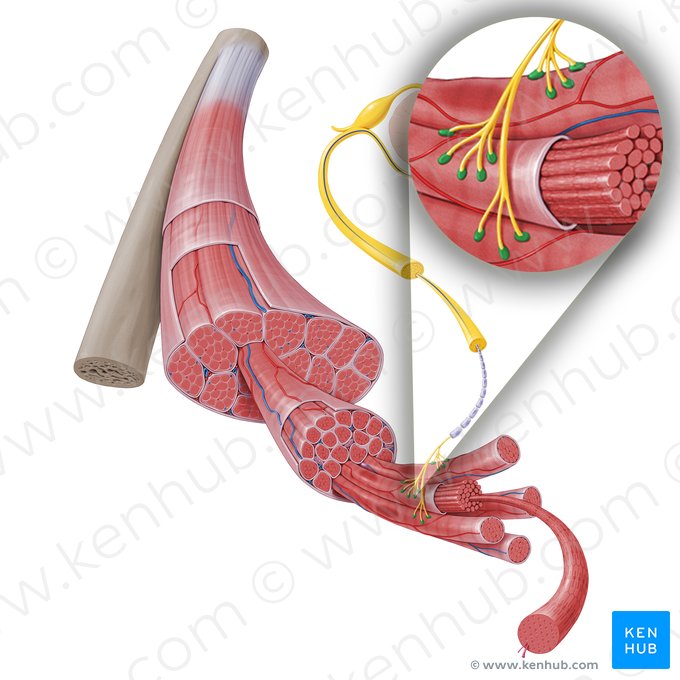 Terminal bouton of axon (Bulbuli terminales axonis); Image: Paul Kim