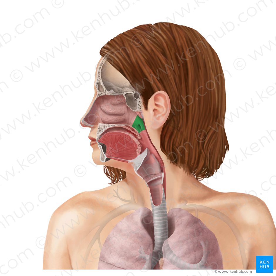 Respiratory system: Anatomy and functions | Kenhub