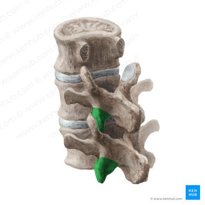 Processus articularis inferior vertebrae (Unterer Gelenkfortsatz des Wirbels); Bild: Liene Znotina