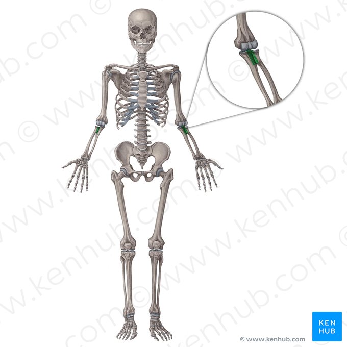 Articulation radio-ulnaire proximale (Articulatio radioulnaris proximalis); Image : Irina Münstermann